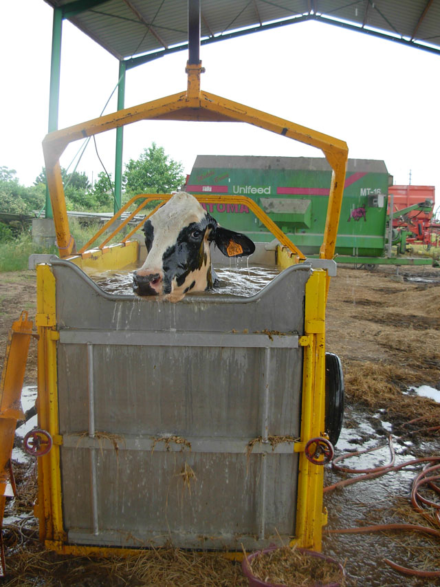 debout, vache, piscine, natation, vache, douleur, patte, michel ruault, corvaisier, tracteur, aqua cow, douceur angevine