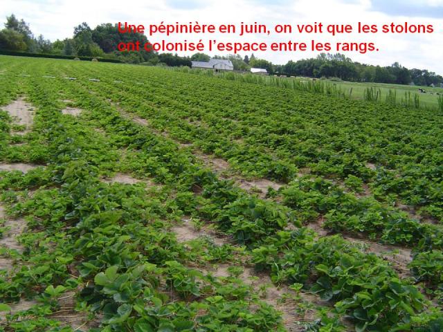 Une pépinière, stolons, douceur angevine, yaourt fermier, produit laitier, ferme, produit local, produits locaux, les rangs.