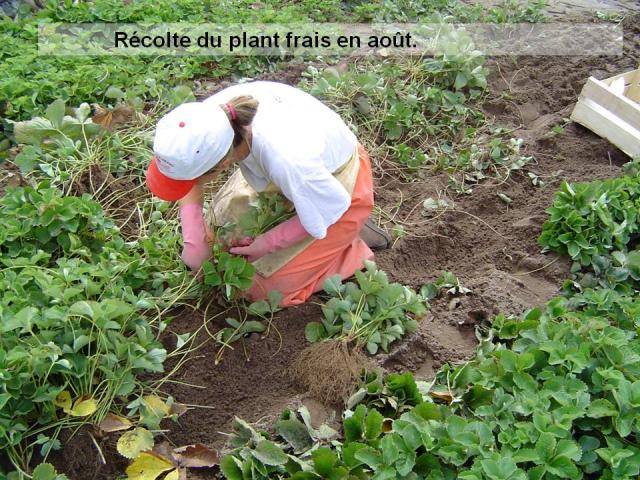Récolte, plant frais, douceur angevine, yaourt fermier, produit laitier, ferme, produit local, produits locaux 