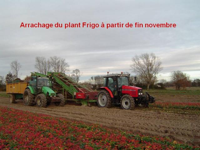 Arrachage, du plant frigo, douceur angevine, yaourt fermier, produit laitier, ferme, produit local, produits locaux