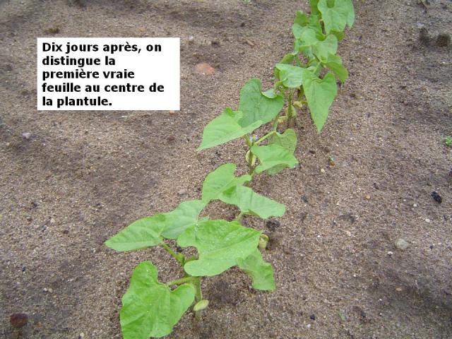 feuilles, feuille, la plantule, douceur angevine, yaourt fermier, produit laitier, ferme, produit local, produits locaux