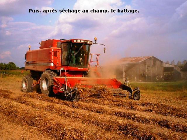 douceur angevine, yaourt fermier, produit laitier, ferme, produit local, produits locaux, séchage, champ, le battage