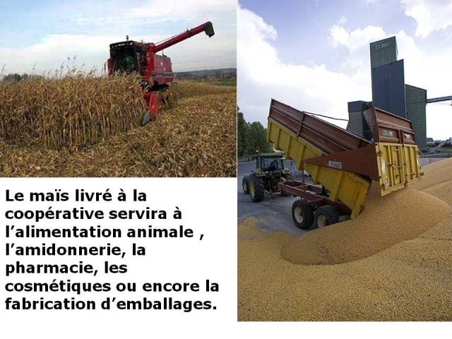 Le maïs livré à la coopérative servira à l’alimentation animale , l’amidonnerie, la pharmacie, les cosmétiques, la fabrication d’emballages.