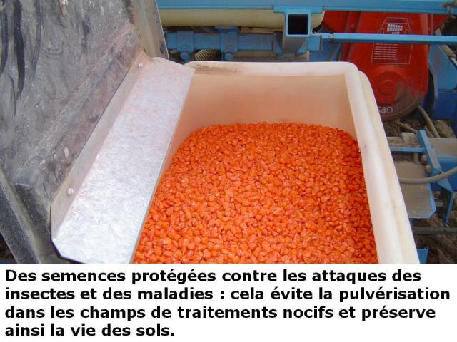 Des semences, éviter des traitements nocifs,ferme, fermiers, douceur angevine.