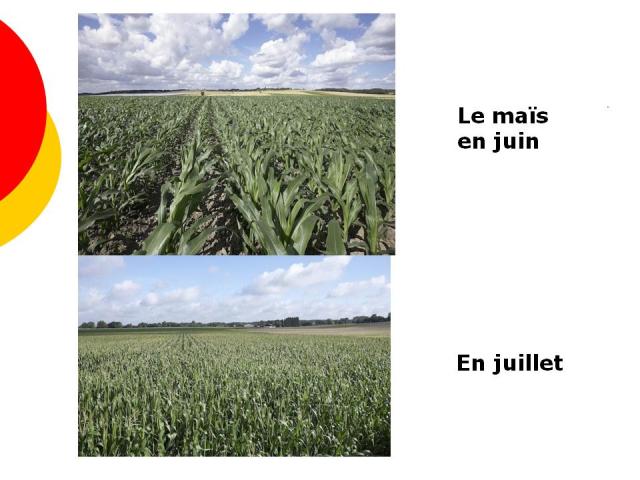 douceur angevine, yaourt fermier, produit laitier, ferme, produit local, produits locaux, gaec du lathan longué- jumelles
