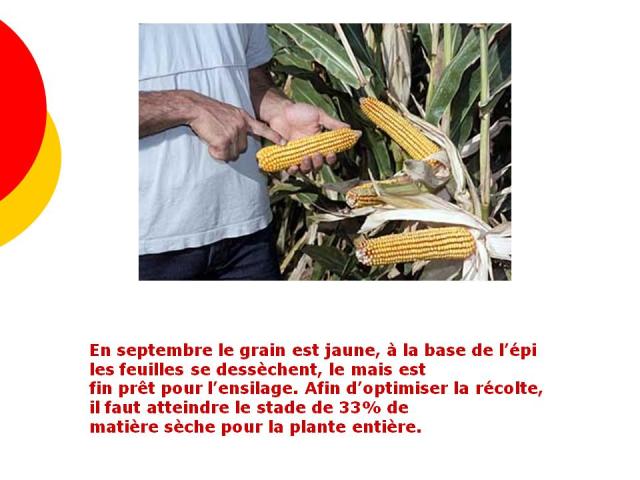 le grain, les feuilles, dessèchent, le mais, l’ensilage, la récolte, matière sèche, la plante entière, douceur angevine, yaourt fermier, produit laitier, ferme, produit local, produits locaux