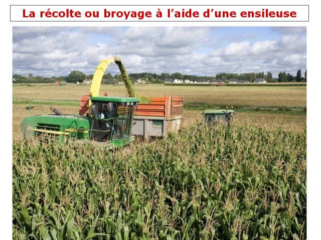 ensillage, tracteurs, longué-jumelles, silo, john deere, manitou, telescopique, douceur angevine, yaourt fermier, produit laitier, ferme, produit local, produits locaux, mais