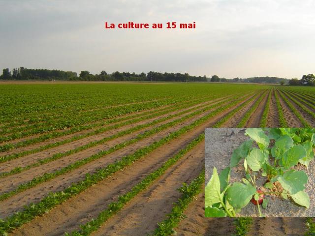La culture, cultiver, cultive, douceur angevine, yaourt fermier, produit laitier, ferme, produit local, produits locaux
