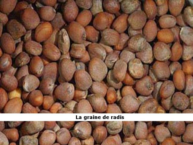 La graine de radis, radis, douceur angevine, yaourt fermier, produit laitier, ferme, produit local, produits locaux, typique