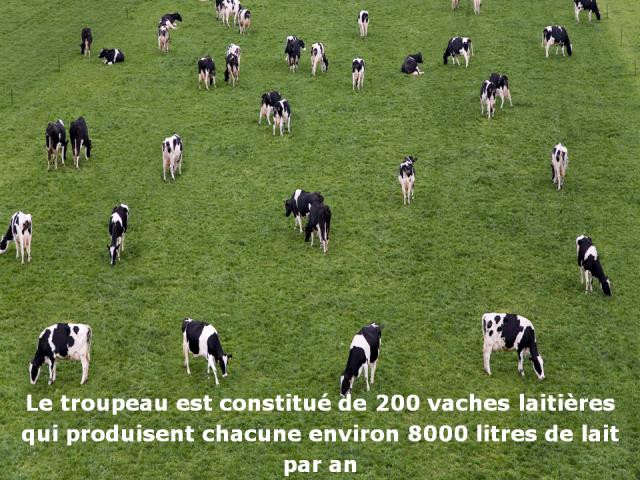vaches, ferme, veaux, femelles, génisses, sevrage, litres de lait, veau.