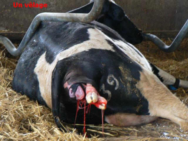 veaux, élevages, veau de boucherie, production, viande blanche