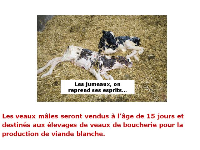 production,vache, compteurs électroniques,douceur angevine, yaourts fermiers,yaourt a la ferme, produit laitier, ferme, produit local, produits locaux 